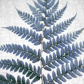 BLUE LADY FERN - Fine Art Print, Botanical Blueprint